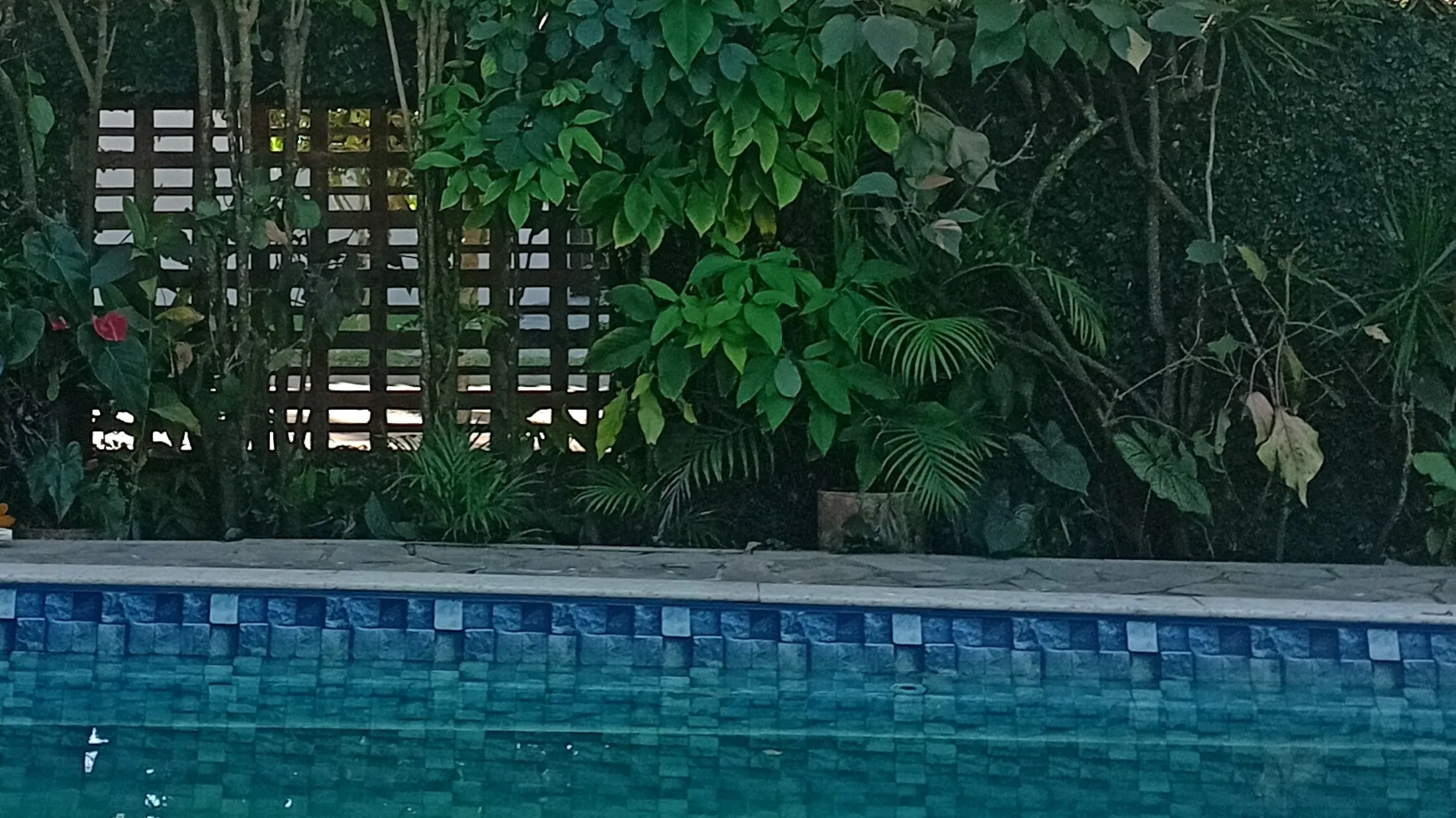 Jardim tropical com folhagens na beira de uma piscina